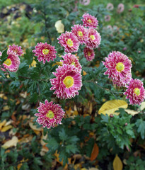 aster  (Aster novi-belgii)