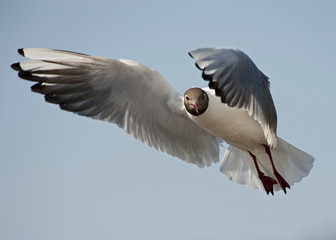 BBlack-headed gull (Chroicocephalus ridibundus)