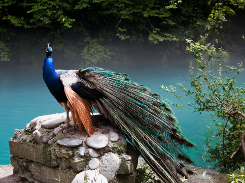 Fototapeta peacock