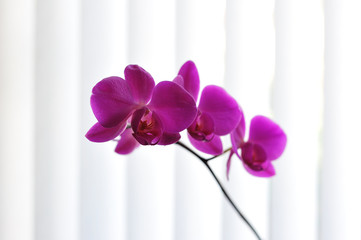 Pink Orchid Phalaenopsis