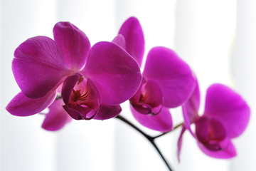 Pink Orchid Phalaenopsis Close Up