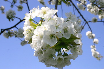 Kirschblüte