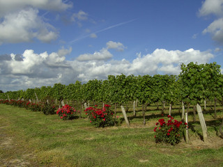 Rose vor Weinstock 02