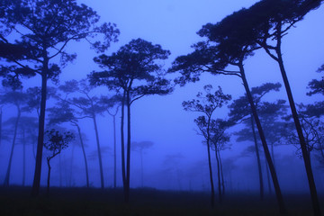 Pine forest in the morning