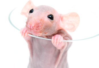 close-up hairless rat