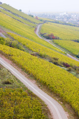 vineyards near Schwabsburg, Rheinland, Germany