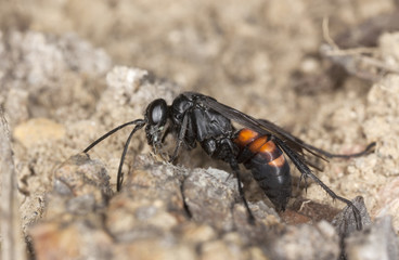 Parasite wasp (Anopilus viaticus)