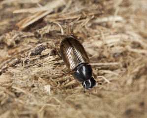 Dung beetle (Aphodius prodromus) on dung.