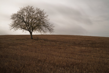 Fototapeta premium Arbre seul