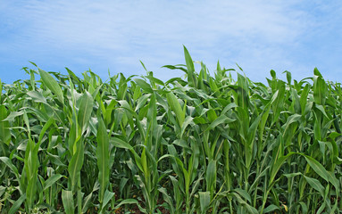 Corn field