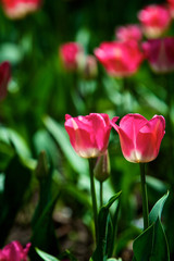 Tulips