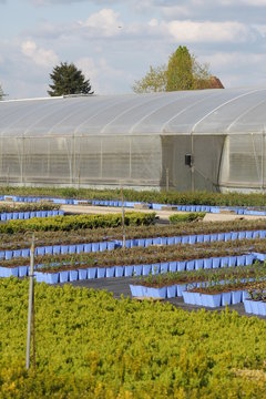 plantation