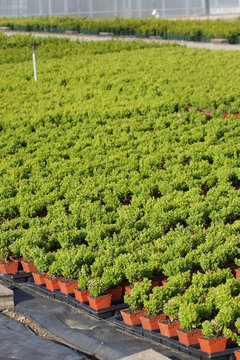 plantation