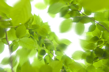 木漏れ日(green leaves)