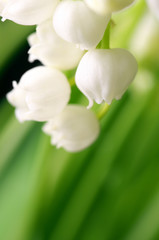 Lily of the valley