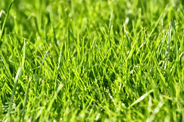 Fototapeta premium photo of nice grass for background