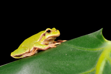 closeup green tree frog