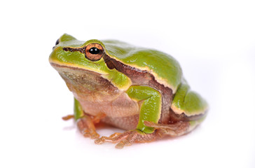 closeup green tree frog isolated on white background