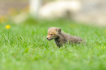 little fox