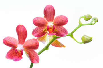 Orchidee vor weissem Hintergrund