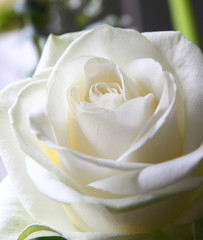 White rose