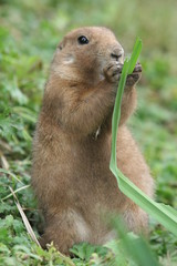 prairie dog