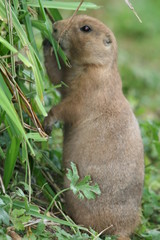 prairie dog