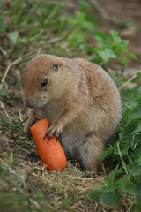 prairie dog