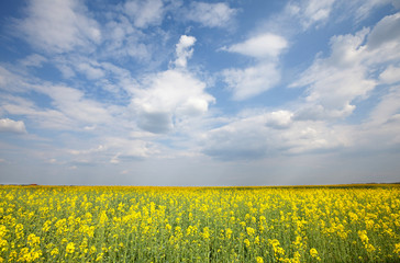 Summer field