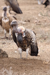 vulture