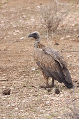 vulture