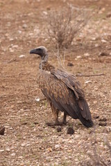 vulture