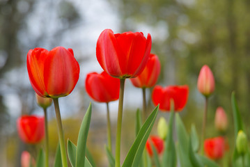Three (much) red tulips on halitosis wet wood and light heel