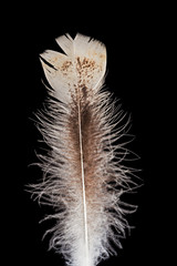 Putenfeder