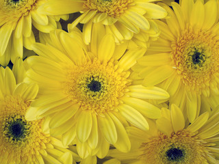 Yellow Barberton Daisy