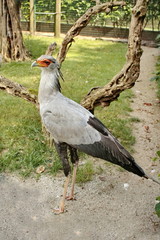 Sagittarius serpentarius  - Serpentario