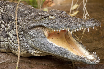 Obraz premium Nilkrokodil mit offenem Mund