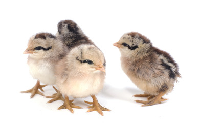 poussins sur fond blanc