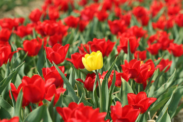 One Yellow Tulip between Red Ones on Field