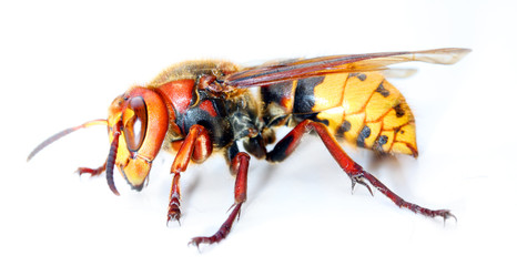 European Hornet (Vespa crabro)