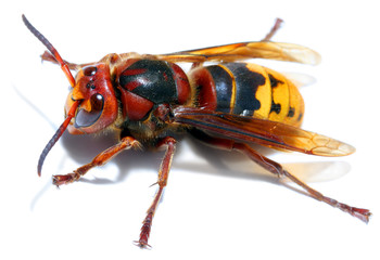 European Hornet (Vespa crabro)