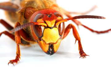 European Hornet (Vespa crabro)