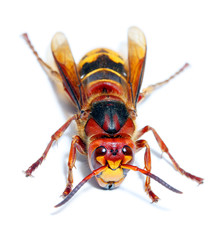 European Hornet (Vespa crabro)