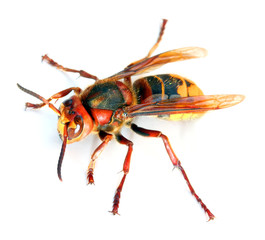 European Hornet (Vespa crabro)