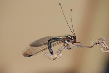 insect owl fly