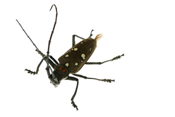insect long horn beetle