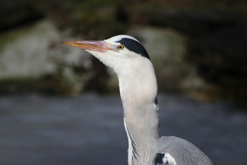 Graureiher mit einem Fisch im Hals