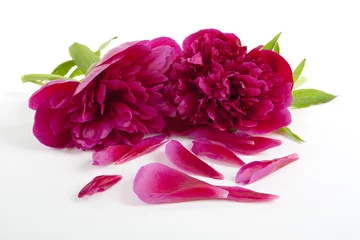 Fototapete Pfingstrosen Pfingstrosen mit Blüten  © thongsee