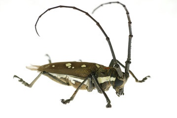 insect long horn beetle