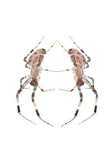 animal spider isolated